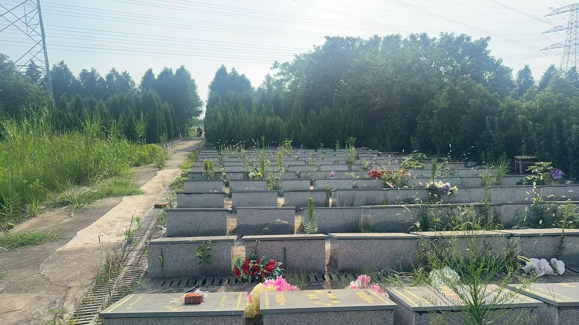 泰兴市珊瑚镇公益性公墓曹埠村墓区园区图片