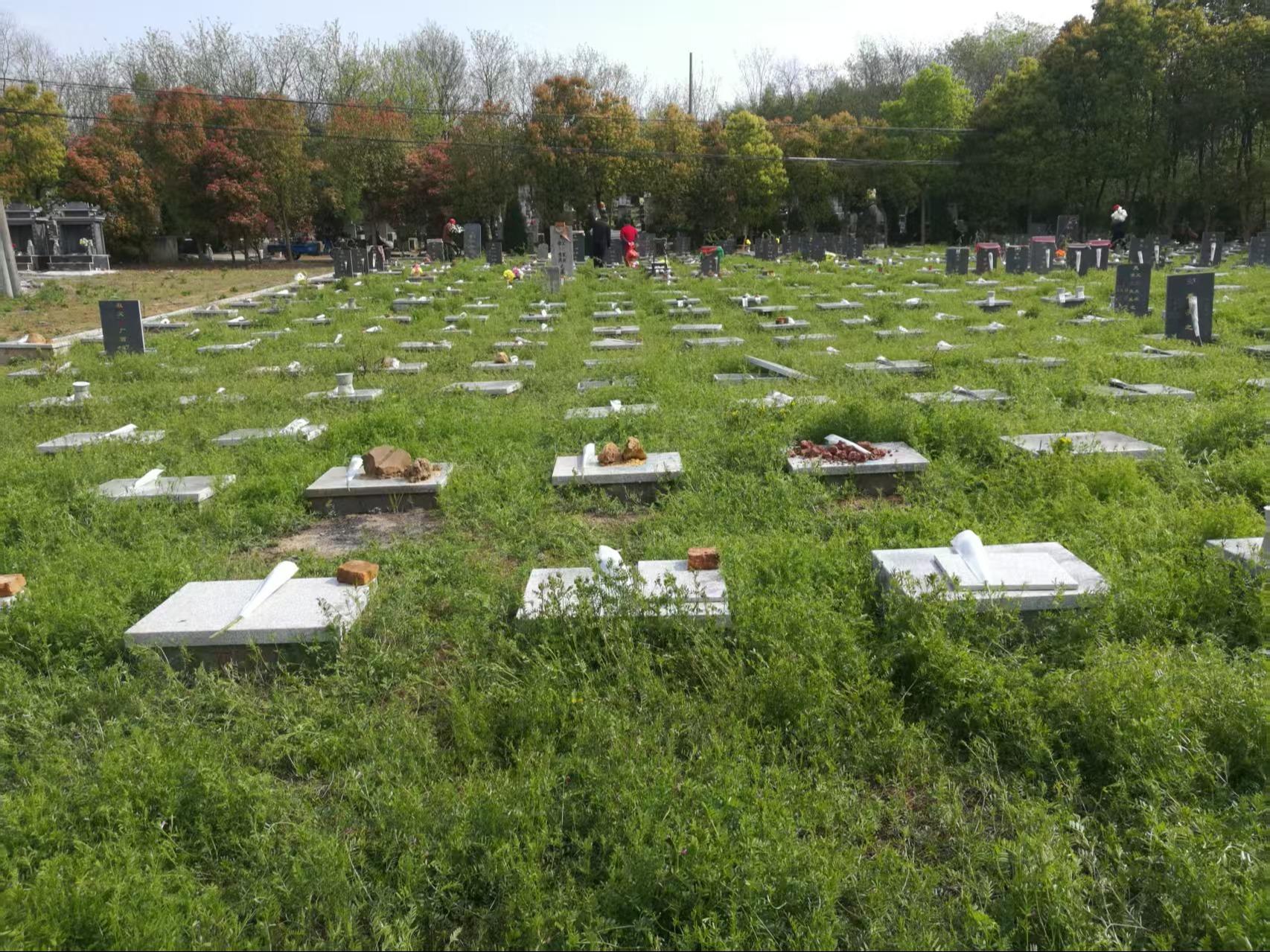 陶山公墓园区图片