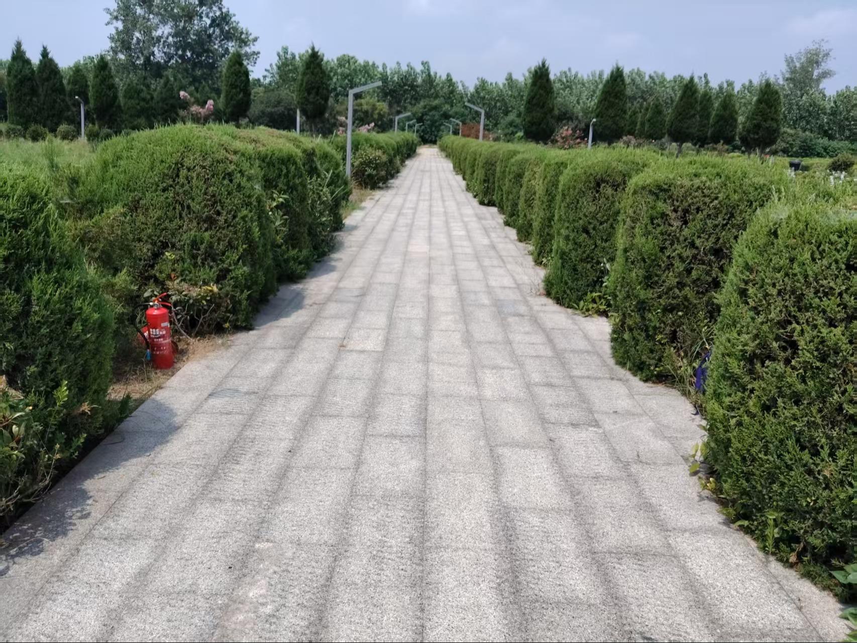 双沟镇黄河滩公墓园区图片