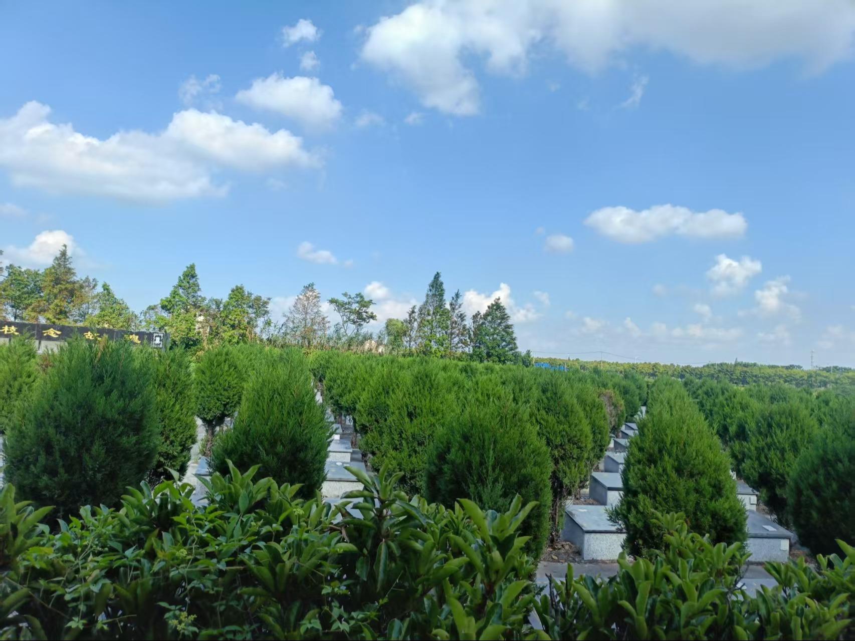 泰兴市分界镇公益性公墓野庙墓区园区图片