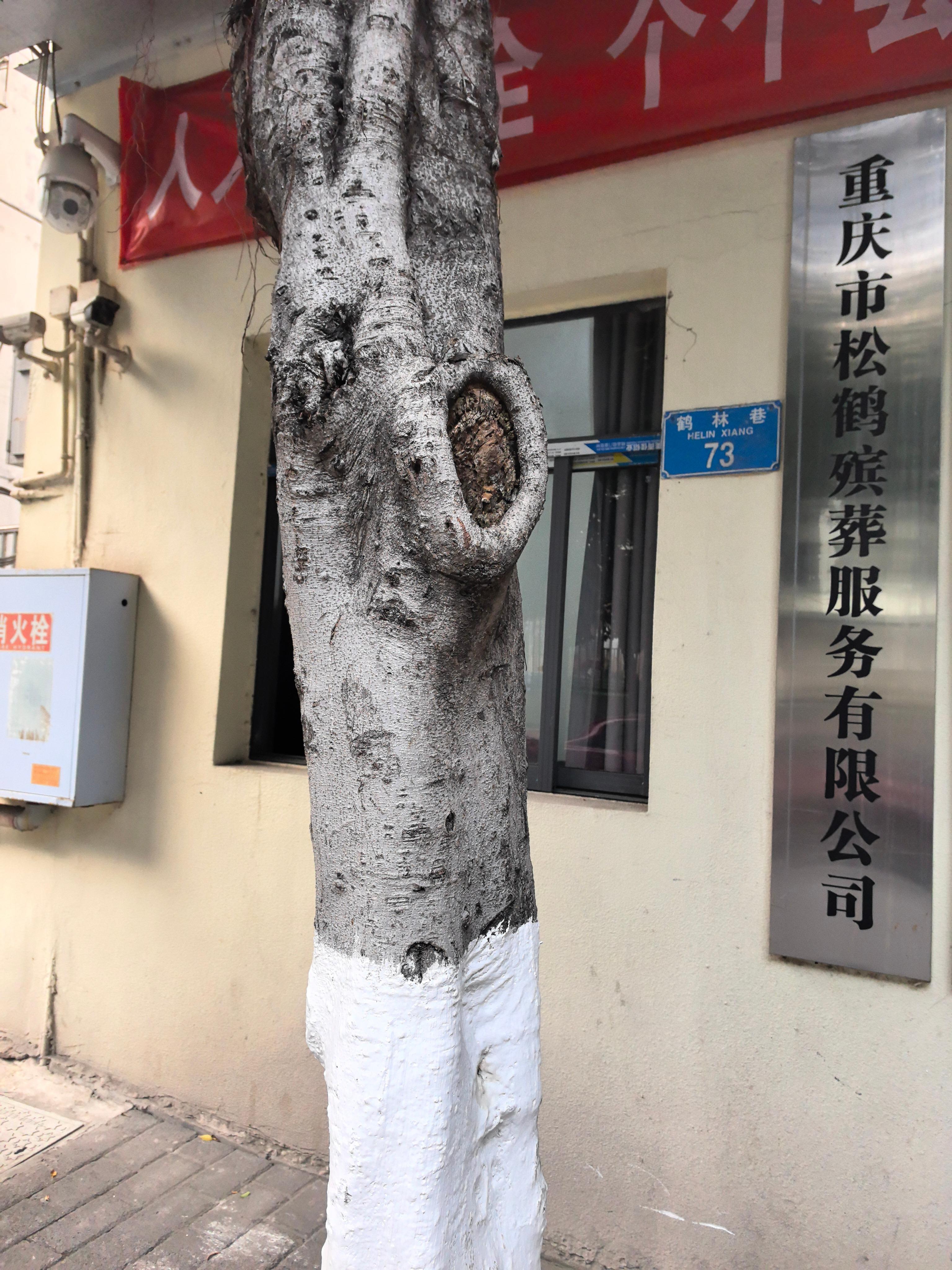 重庆市松鹤殡葬服务有限公司