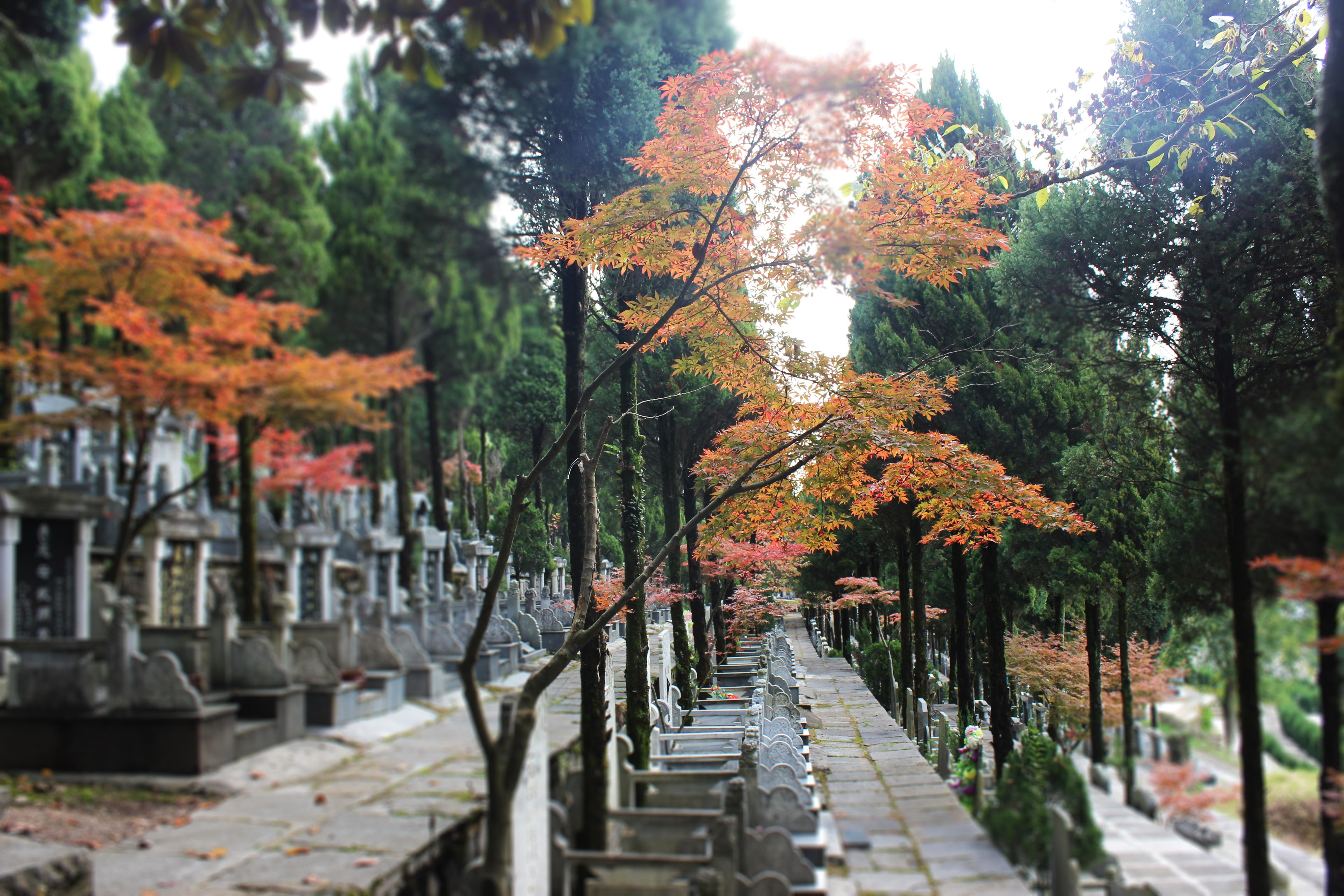 龙归园公墓园区图片
