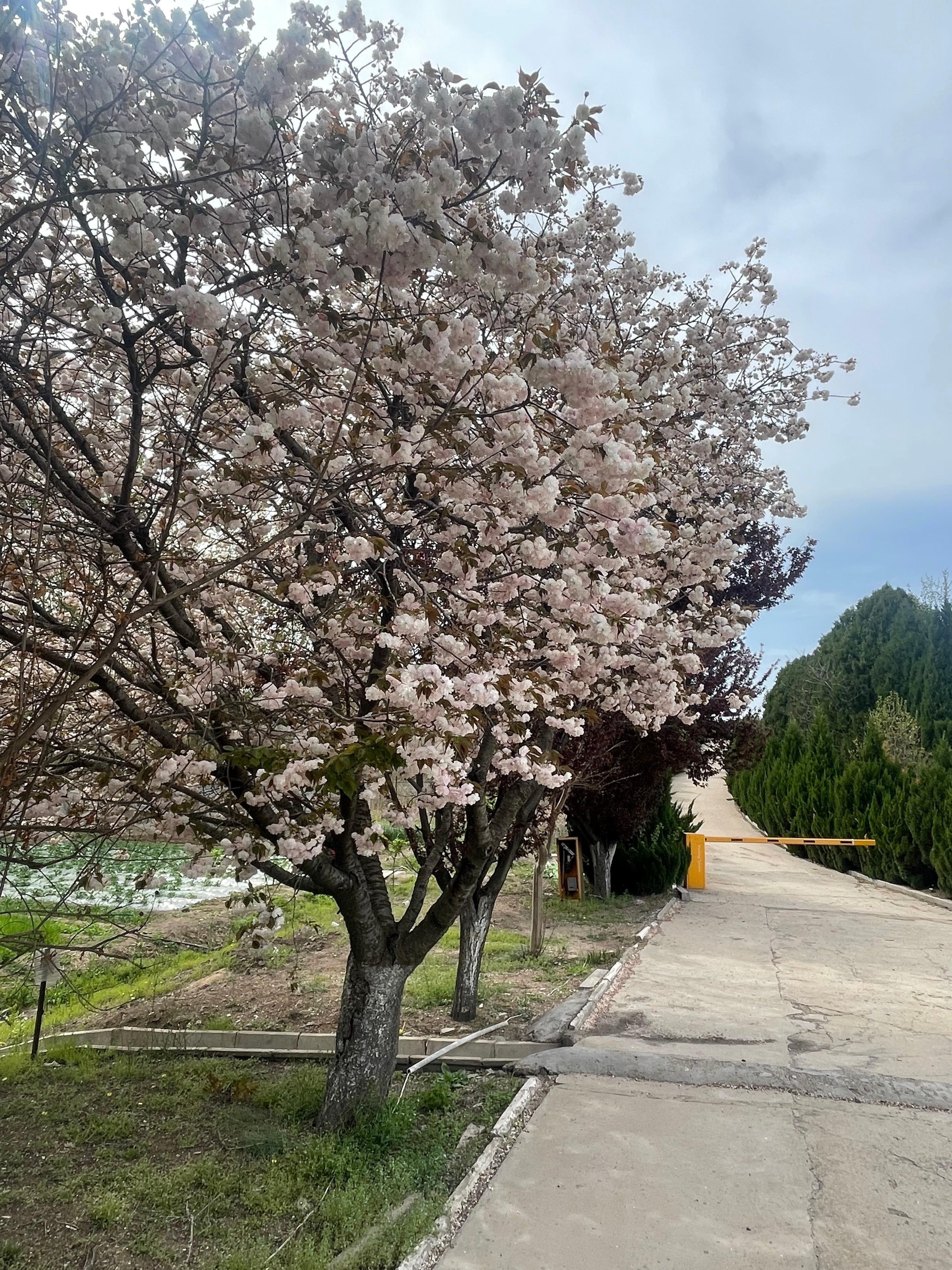诸城市莲花山公墓有限公司园区图片
