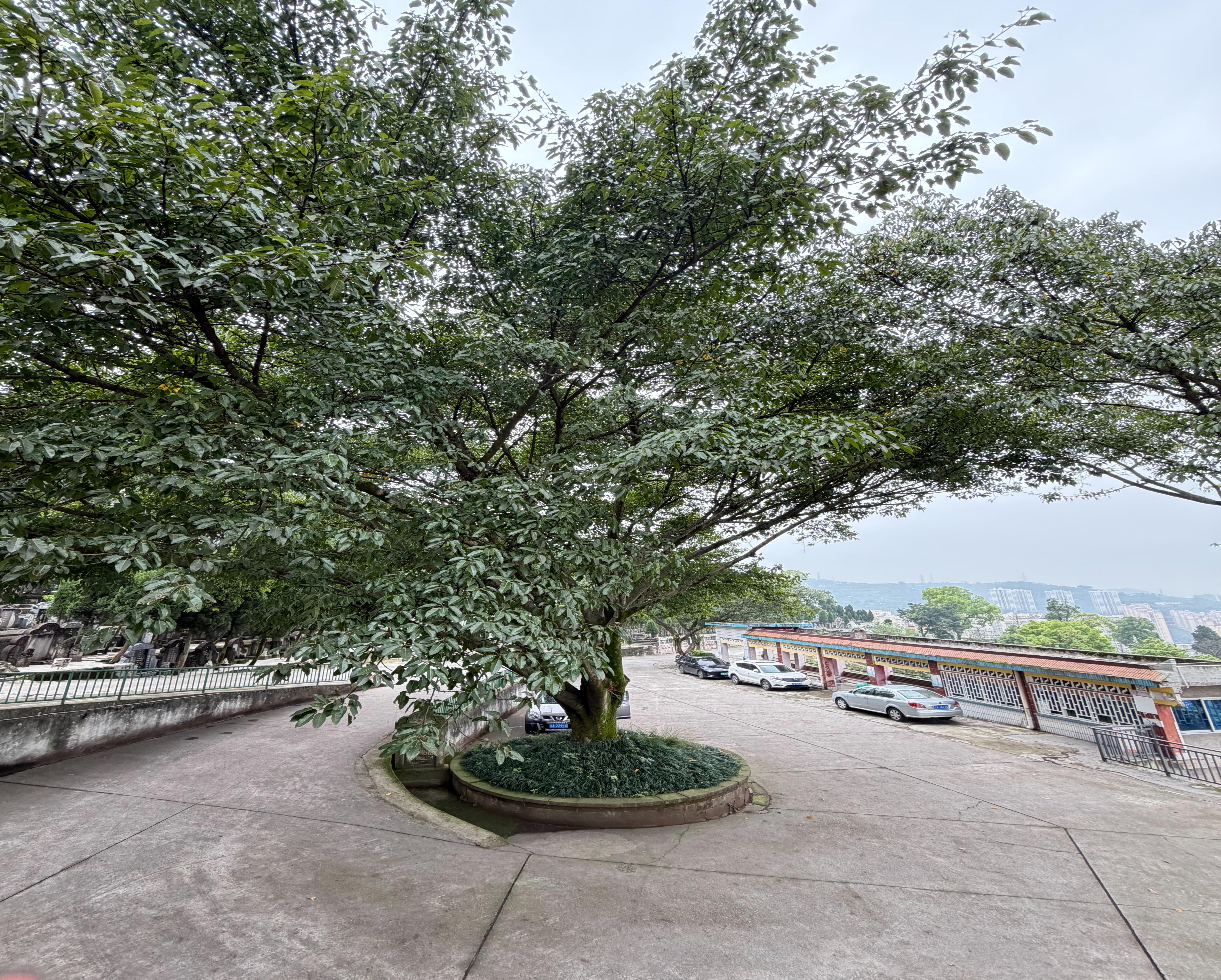 重庆市白马山公墓管理有限公司园区图片