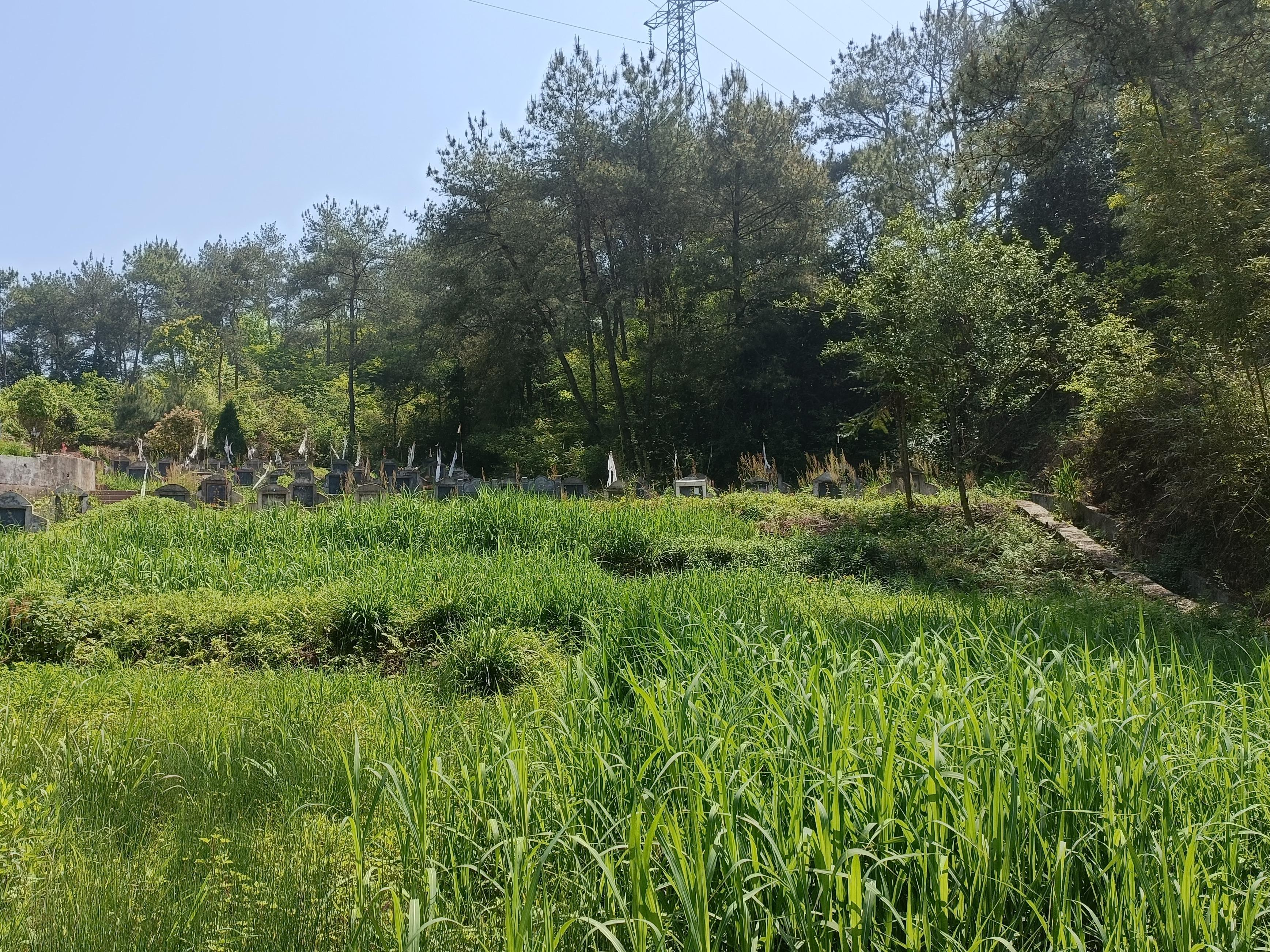 桂林村公益性公墓园区图片