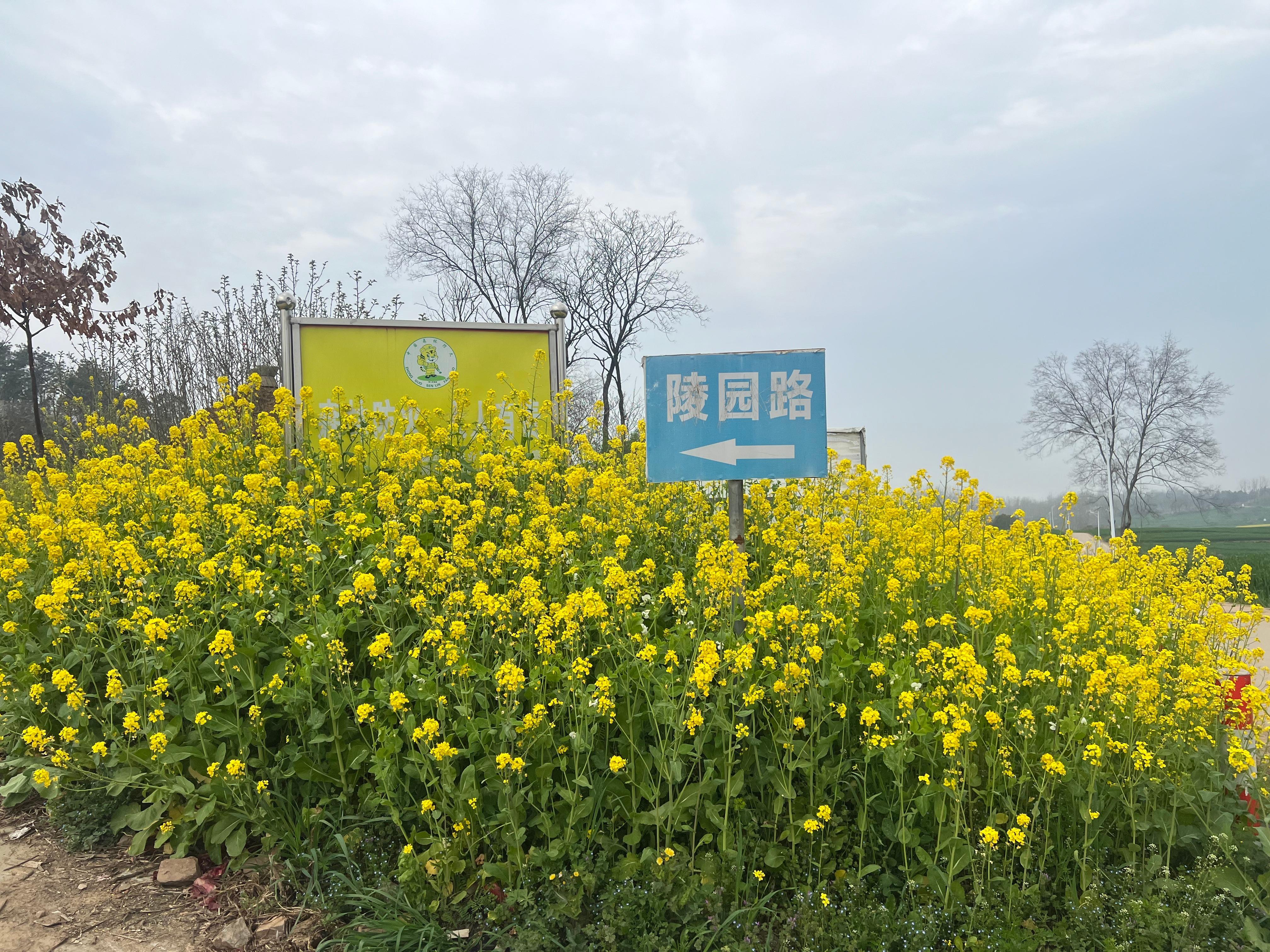 临水镇李楼村瓢把子山公益性公墓园区图片