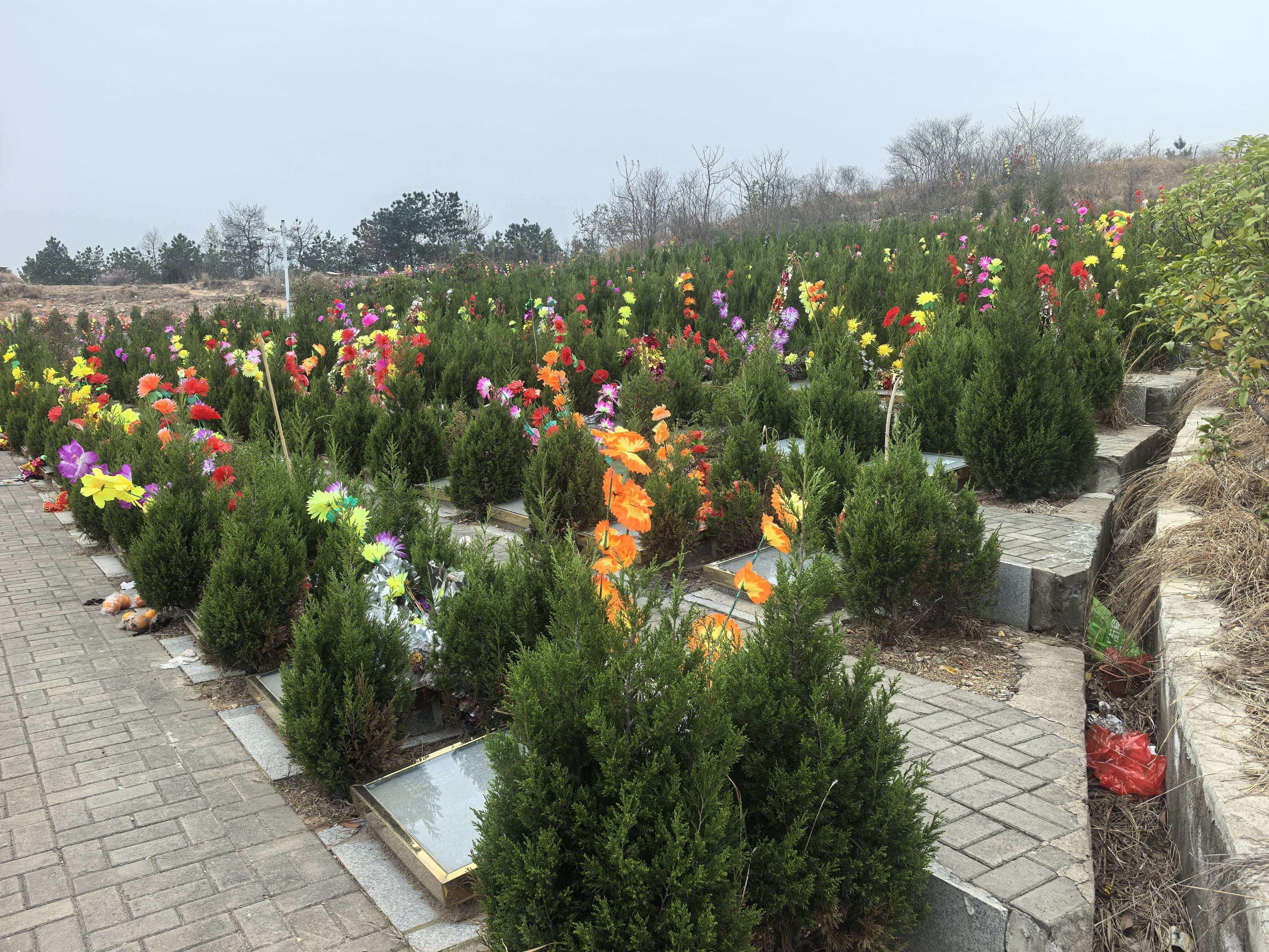 桐城市青草镇龙盘山公墓园区图片
