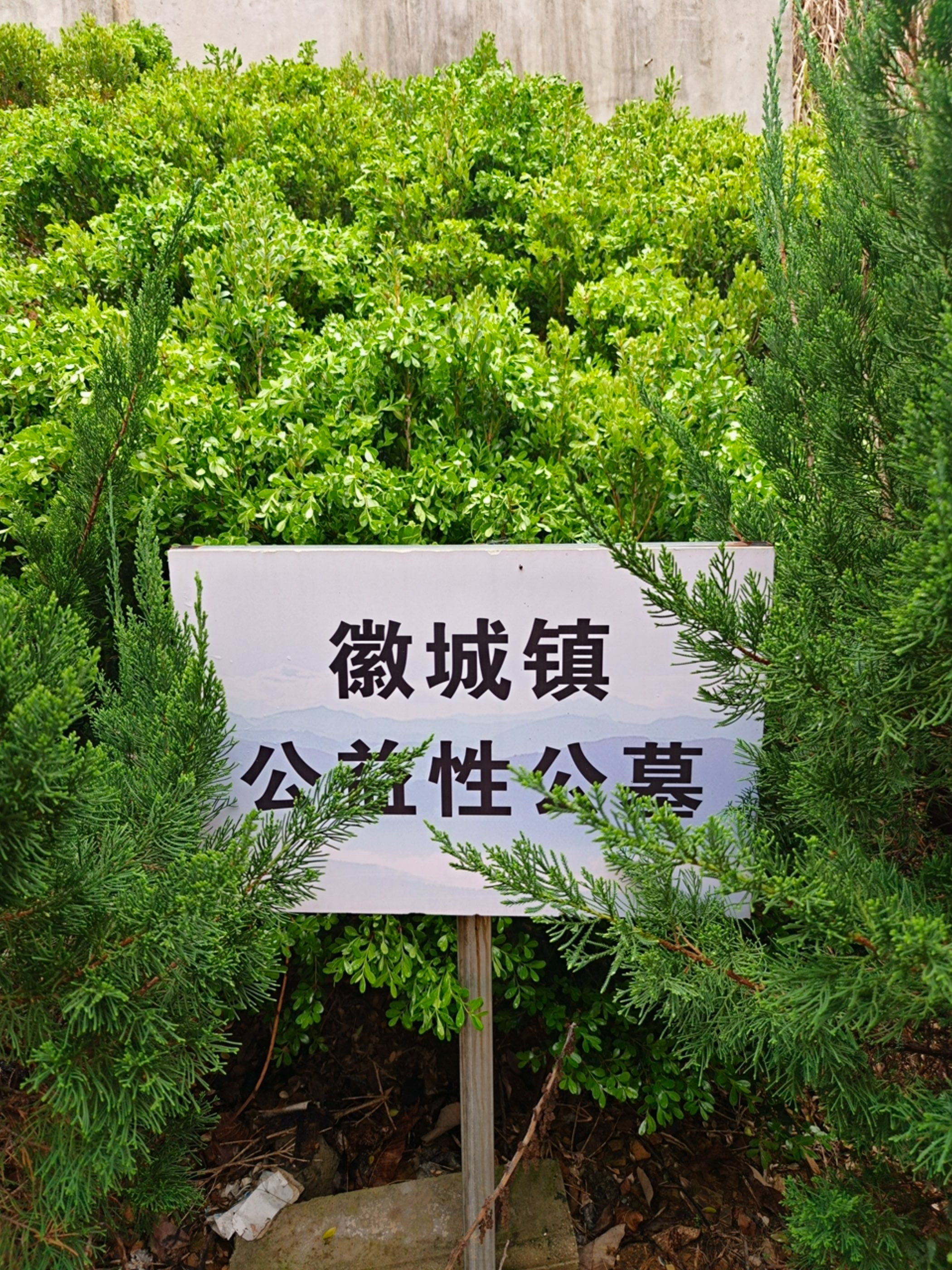 徽城镇金山公益性公墓园区图片