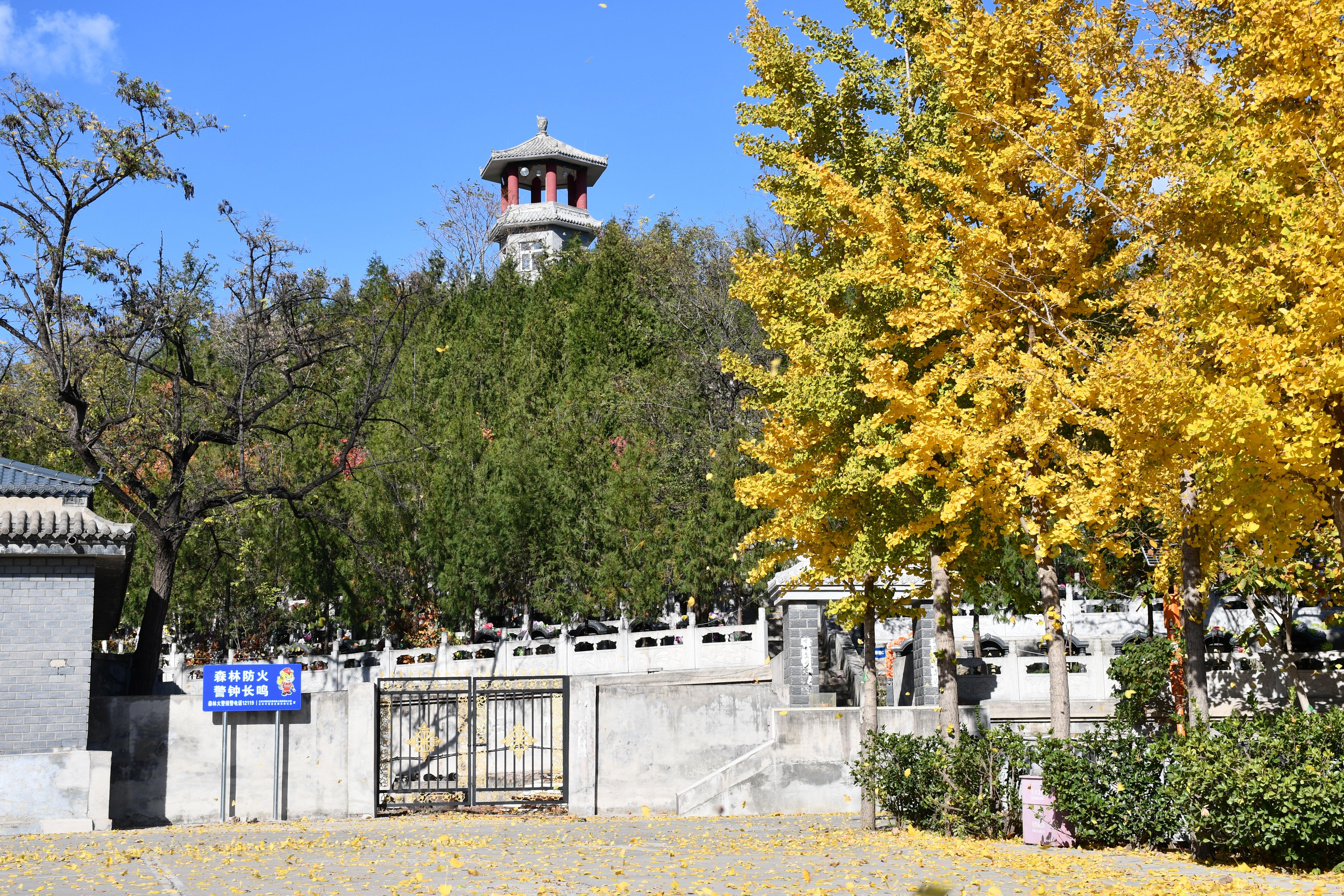 七王坟骨灰林园区图片