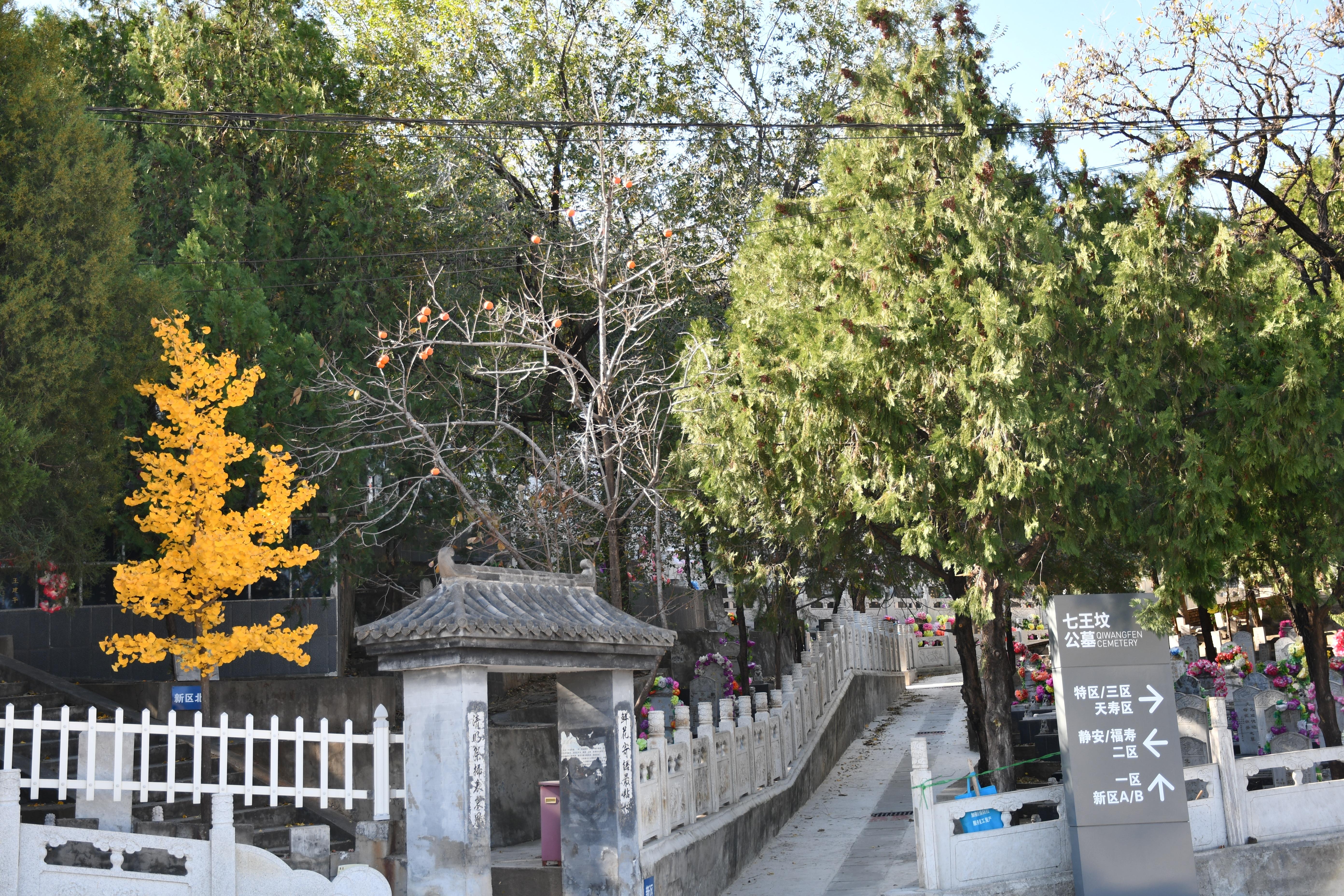 七王坟骨灰林园区图片