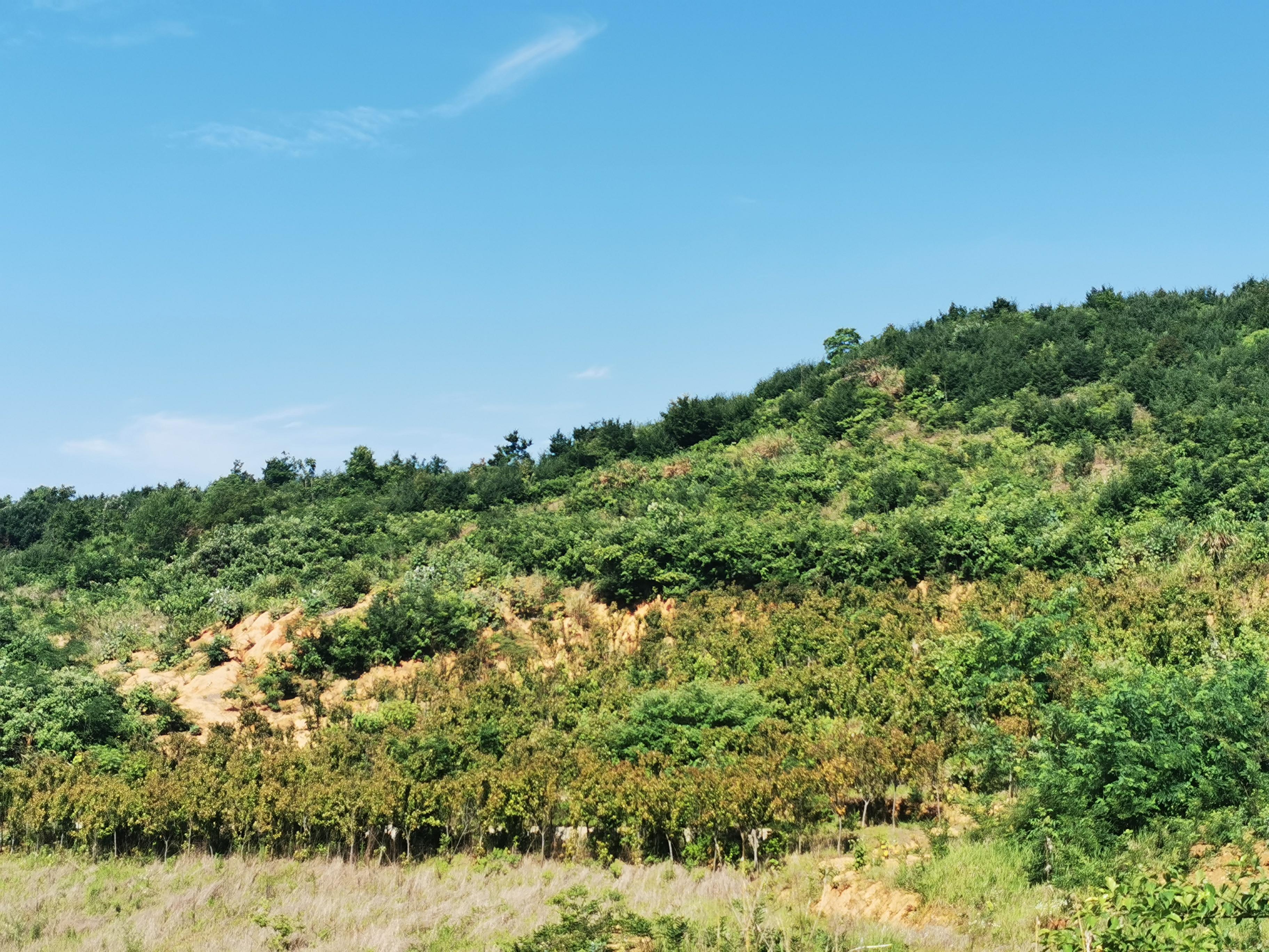 庐江县万山镇灶马山公墓园区图片