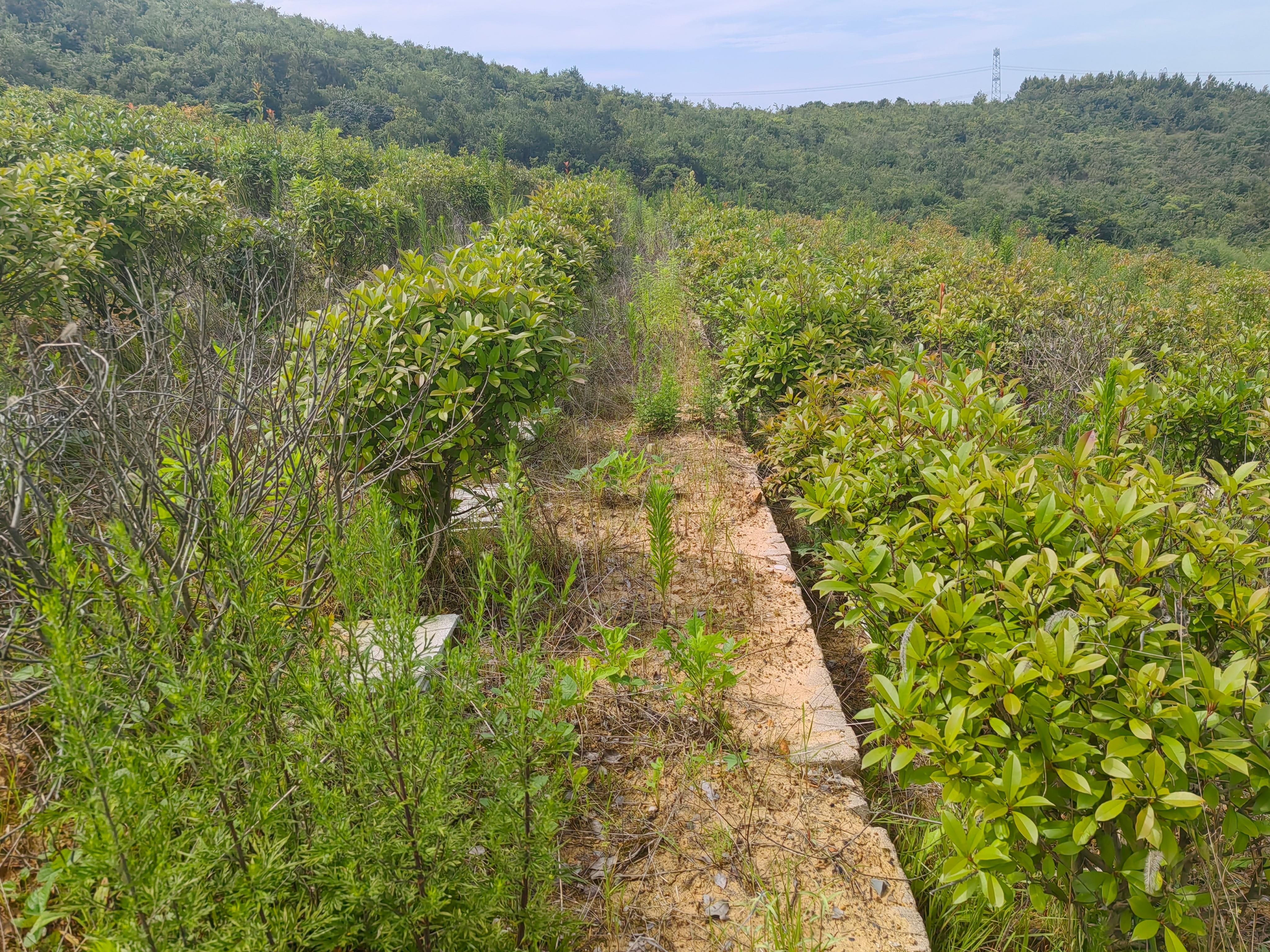 盛桥镇夏砾山北公墓园区图片