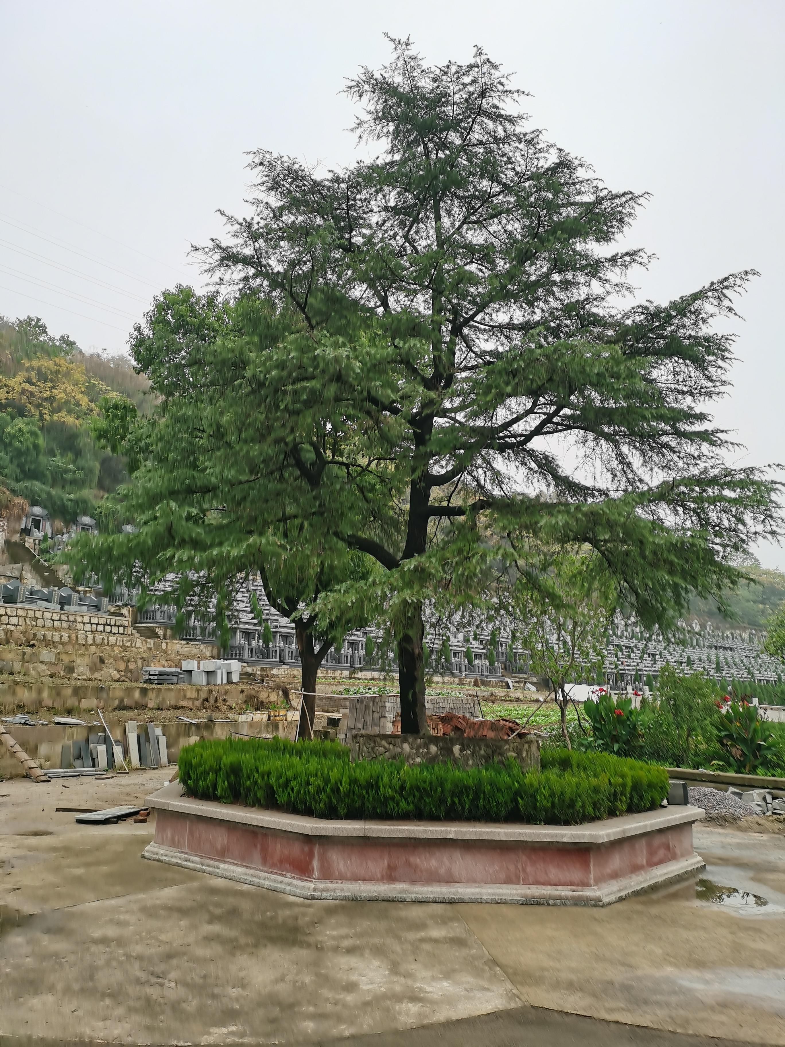 牛山陵园园区图片