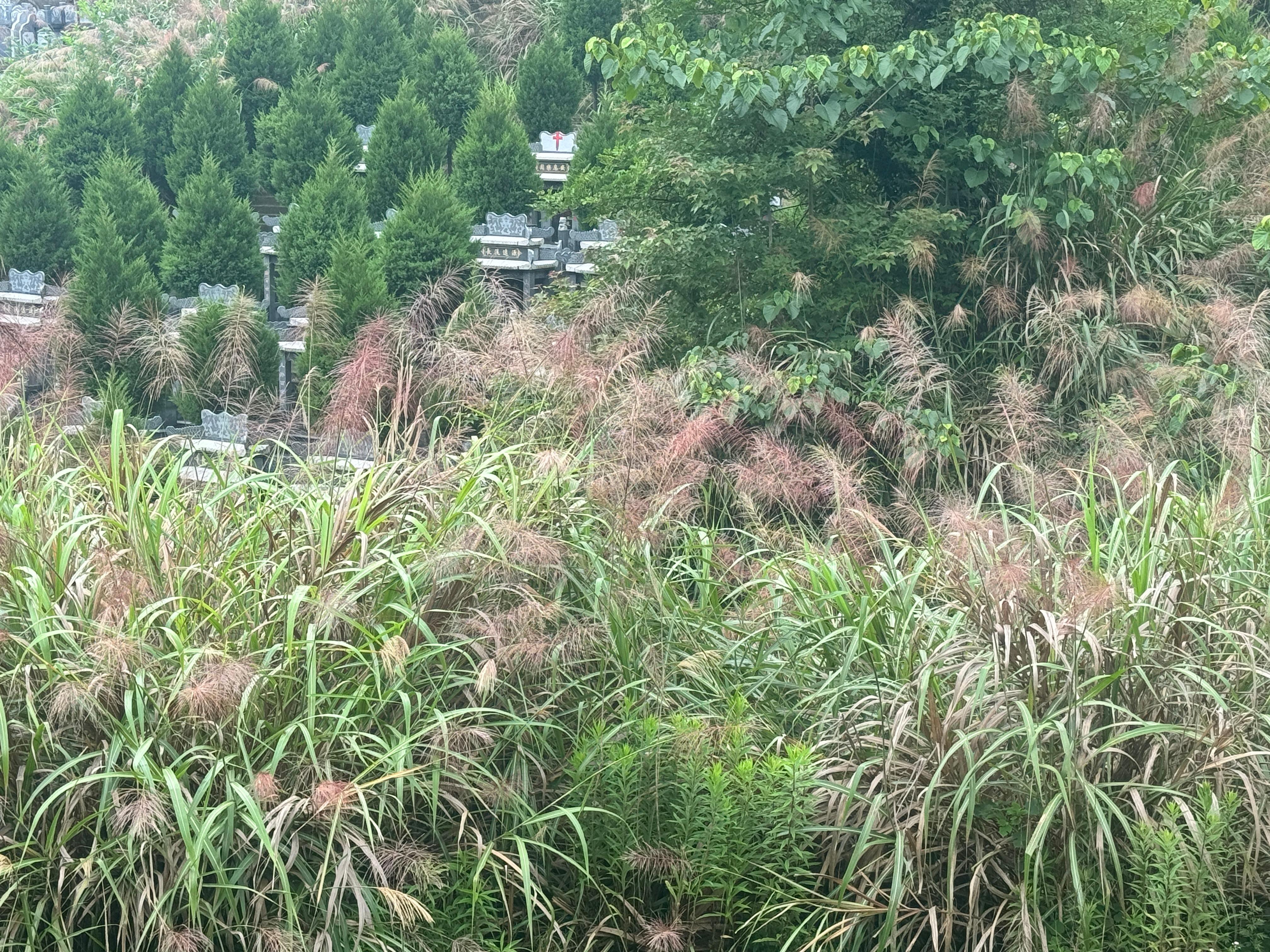 北街村公墓园区图片