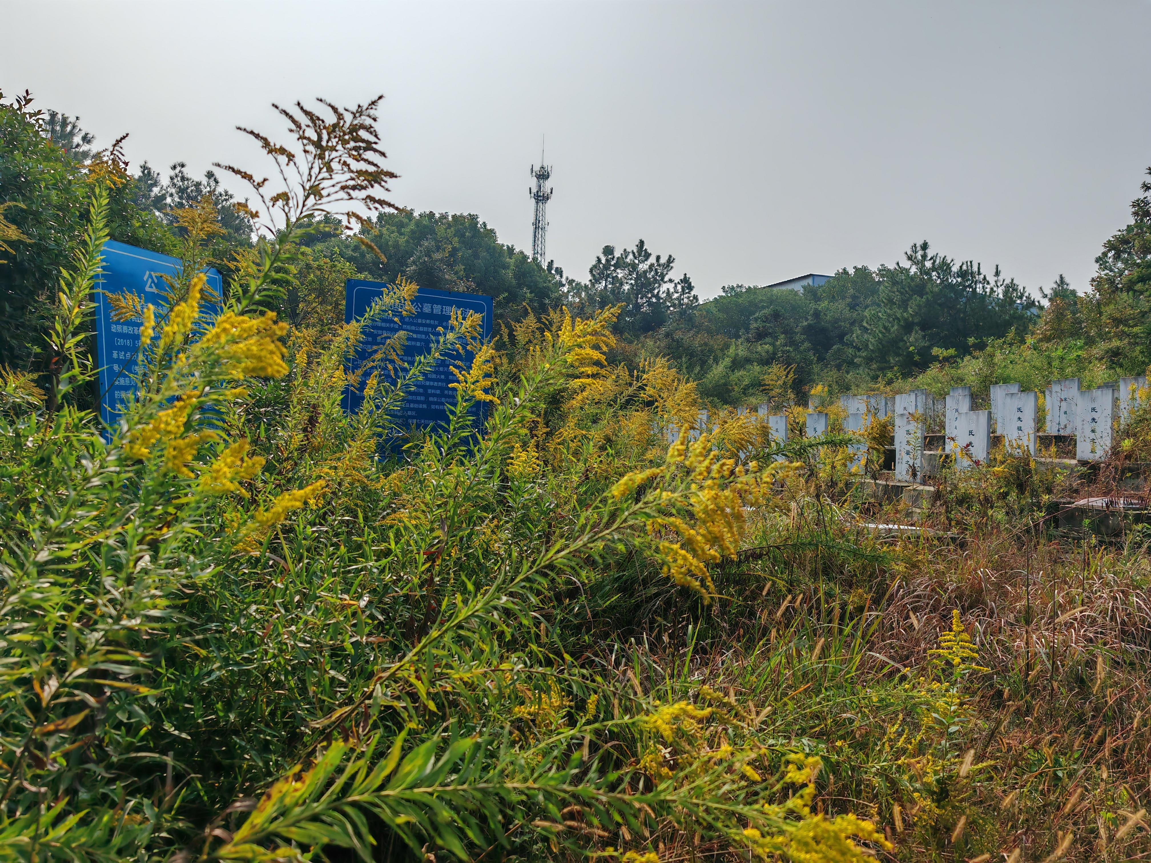 溧水区洪蓝街道鬼柿山公墓园区图片